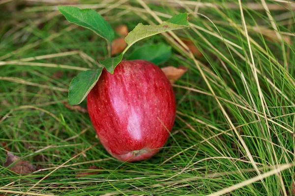 one ripe red apple with a leaf on green grass in the garden