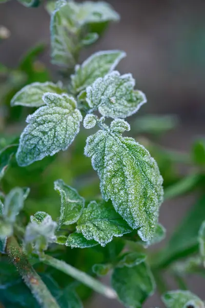 First autumn frosts on tomato leaves close-up