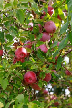 Bir dalda olgun, doğal elmalar.