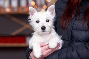 Dog West Highland Beyaz Teriyeri hazır.