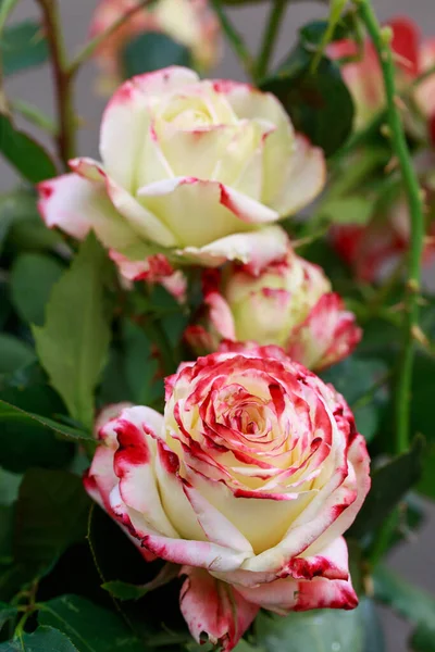 Close-up of a beautiful milky rose with red veins.