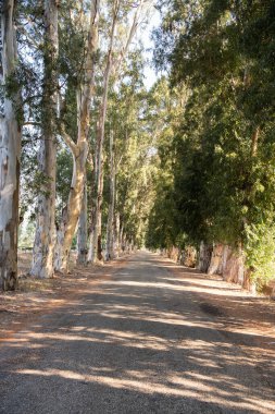 Dikey eski orman yolu, dikey eski orman yolunda güzel uzun ağaçlar. Sabah ışığı, uzun gölgeler, huzurlu bir arka plan. Marmaris, Türkiye 'de Aşıklar Yolu. Okaliptüs ağaçları yolculuk konsepti.