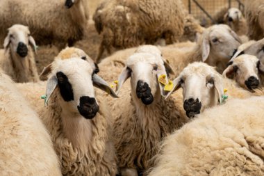 Koyun sürüsü, kırpılmış koyun sürüsü. Koyun sürüsü ahırda dinleniyor. Çiftlik hayvanları hayvan konsepti imajı. Kesilmiş görüntü. Kırsal fotoğrafı kapat.