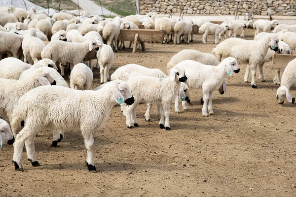 Genç kuzuların sürüsü, güzel çiftlik hayvanları genç kuzuların sürüsü. Çiftlikte güneşli bir gün. Sağlıklı beyaz koyun sürüsü. Çiftlik hayvanları kırsal yaşam konsepti. 