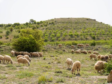 Koyun otlatma sürüsü, çiftlik hayvanı görüntüsü büyük koyun otlatma sürüsü. Yeşil dağda otlayan koyun sürüsü. Sıcak yaz günü, mavi gökyüzü, kopyalama alanı.