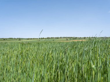 Genç yeşil buğday kulakları, gerçek manzara manzara görüntü kulakları bahar günü doğada genç yeşil buğday tarlaları. Büyük kırsal alan kırsal ufuk fotoğrafı mavi gökyüzü bulutsuz uzay kopyası.