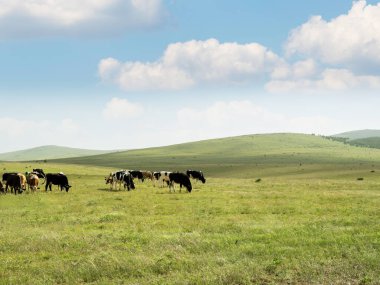 İneklerin sürüsü, manzara manzaralı çiftlik hayvanı görüntülü inek sürüsü. Bir grup sığır çayırda yeşil ot yiyor. Yaz dağlarının güzel manzarası hayvanlar, tepeler ve bulutlu mavi gökyüzü. Boşluğu kopyala