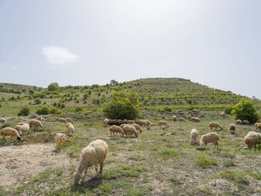 Koyun otlağı, otlayan koyun sürüsünün hayvan görüntüsü. Tepede ot yemek. Yaz mevsimi manzaralı fotoğraf bir sürü küçük sığır çiftliği. Boşluğu kopyala.