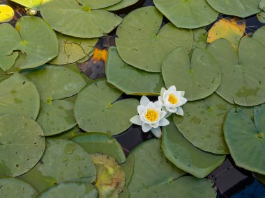 White water lily, top view image of beautiful water lily lake flower and green leaves. Nymphaea alba blooming in lake. Lotus garden in Beyehir, Konya, Trkiye. clipart