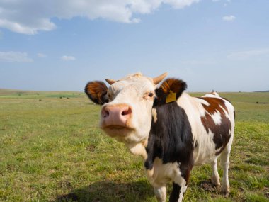 Meraklı inek, güneşli yeşil alanda kameraya bakan Simmental Meraklı İnek 'in yakın görüntüsü. Otlaktaki sağlıklı sığırların güzel çiftlik hayvanları görüntüsü. Uzayı kopyala Hayvan yetiştiriciliği konsepti.