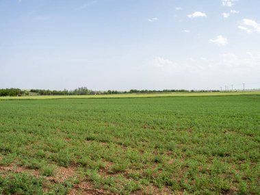Yeşil çayır ve mavi gökyüzü. Çiftlik manzarası. Arka planda ağaçlar olan tarım arazisi. Uzayı kopyala Bahar mevsimi taze çimenler. Güneşli bir gün.