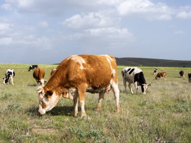 Dairy cow, side view full body grazing dairy cow. Group of holstein and Simmental cattle eating grass on a summer pasture. Livestock image of beautiful healthy farm animals. Udder full of milk. clipart