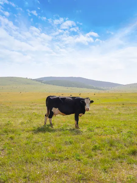 İnek görünümlü kamera, tüm gövde manzaralı süt ineği görünümlü kamera. Yeşil çayırlarda otlayan sağlıklı Holstein sığırları. Çiftlik hayvanları imajı. Gri dağlar, mavi gökyüzü manzarası. Boşluğu kopyala.