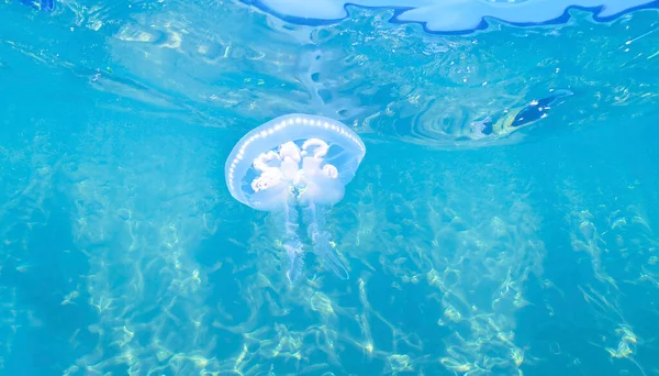 Weiße Quallen Treiben Klaren Blauen Meer Sonnenlicht Scheint Durch — Stockfoto