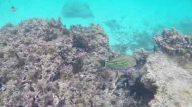 Gökkuşağı kaplumbağaları ve tropik sularda yüzen küçük tropikal balıklar.