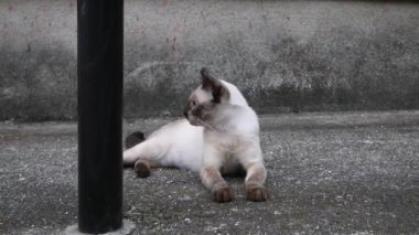 Siyam kedisi oturuyor ve bize bakıyor..