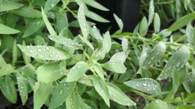 Yeşil yapraklardan oluşan bir manzara. Rüzgarda sallanan bir sürü su damlası..