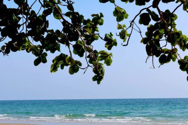 Güneşli yeşil deniz manzarasının üzerinde kıvrımlı bir dalı olan yaşlı bir ağaç.