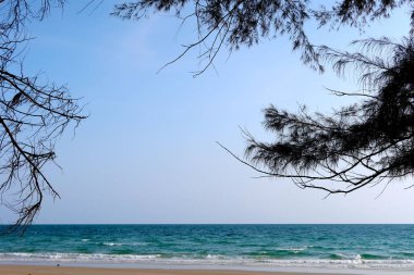 Güneşli yeşil deniz manzarasının üzerinde kıvrımlı bir dalı olan yaşlı bir ağaç.