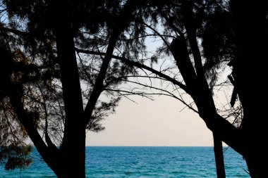 Güneşli yeşil deniz manzarasının üzerinde kıvrımlı bir dalı olan yaşlı bir ağaç.