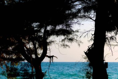 Güneşli yeşil deniz manzarasının üzerinde kıvrımlı bir dalı olan yaşlı bir ağaç.