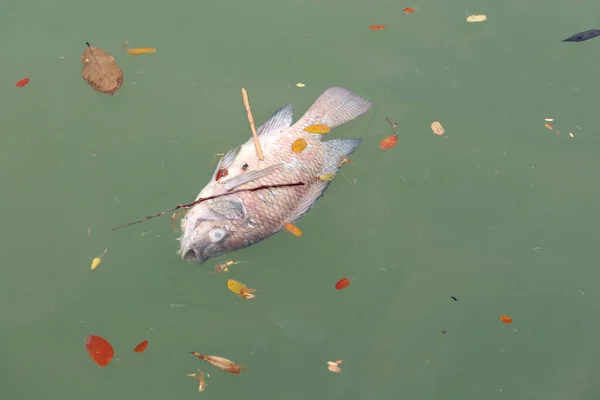 Fish Dead Rotten Water — Stock Photo, Image