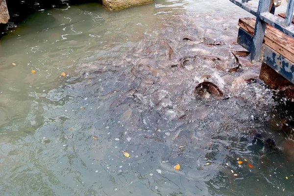 Group Sharptooth Catfish Thailand — Stock Photo, Image