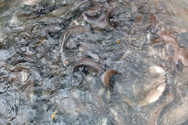 Group Sharptooth Catfish Thailand — Stock Photo, Image