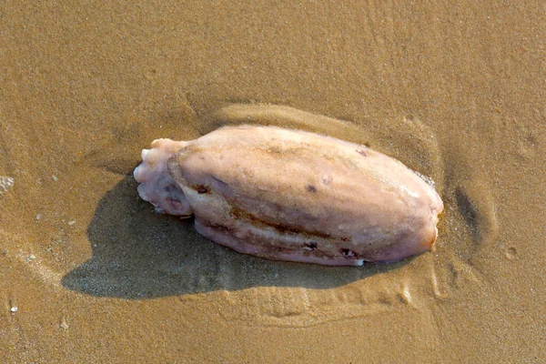 Calamari Morti Sulla Spiaggia — Foto Stock