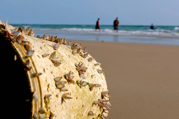 Playa Tiene Concepto Basura Efluentes Protección Ambiental — Foto de Stock