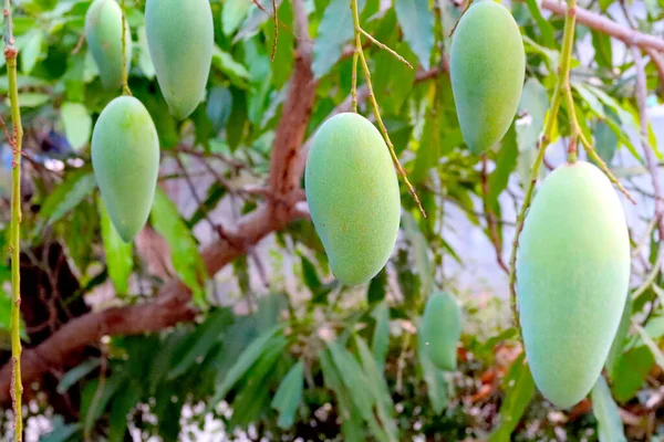 Green mango on the tree, Thai mango