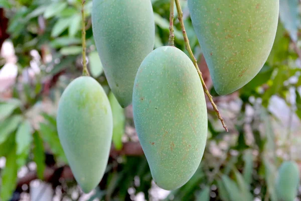 Mango Verde Árbol Mango Tailandés — Foto de Stock