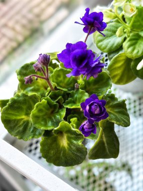 Pencerede mor Afrika menekşesi