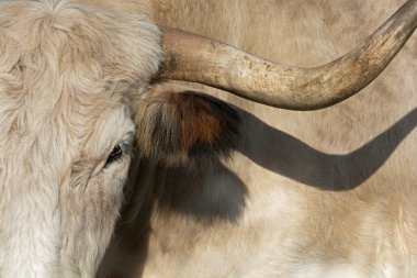 Bir Boğanın Yakın Çekimi (Heckrind) 