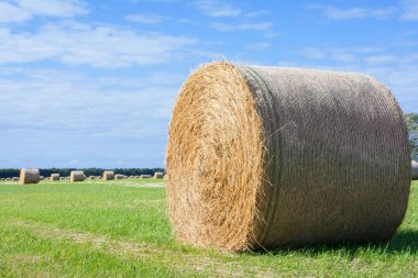 Yazın saman balyalarıyla tarla