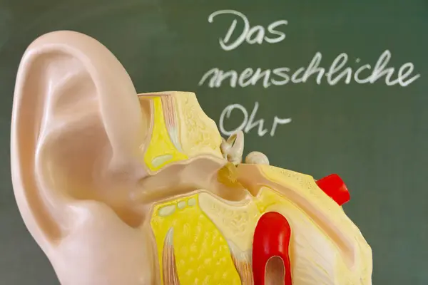 stock image Sectional view of a human ear in front of a blackboard with the German text 