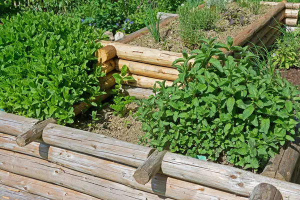 stock image A raised bed with herbs 