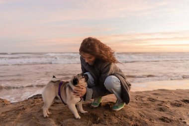 Curly woman petting pug dog on beach in Spain  clipart