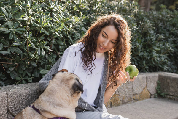 Overjoyed and curly young woman in casual clothes and wired earphones holding fresh apple and looking at pug dog while sitting on stone bench near green bushes in park in Barcelona, Spain 