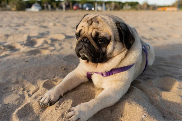 Cute pug dog lying on sandy beach in Barcelona — Stock Photo
