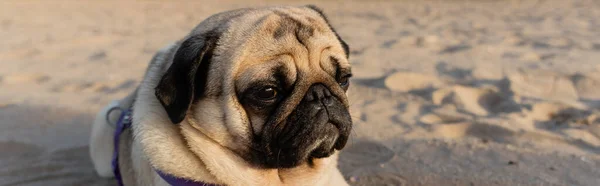 Carino cane carlino sdraiato sulla spiaggia di sabbia a Barcellona, banner — Foto stock