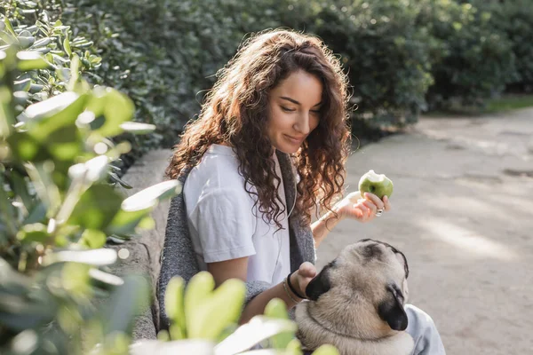 Smiling young and curly woman in t-shirt and sweater holding ripe apple and petting pug dog while sitting on stone bench near bushes in park in Barcelona, Spain — Stock Photo