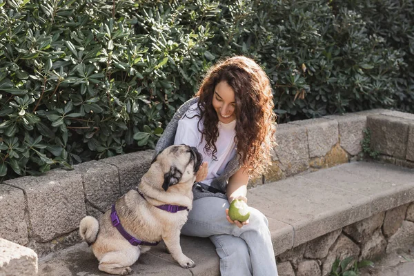 Positive and curly young woman in casual clothes holding fresh apple and smiling while petting pug dog on stone bench near green bushes in park in Barcelona, Spain — Stock Photo