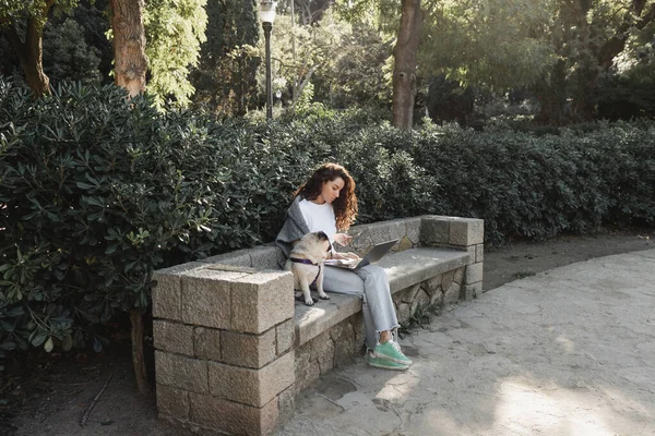 Curly freelancer in casual clothes using gadgets while spending time and working near pug dog sitting on stone bench in green park at daytime in Barcelona, Spain — Stock Photo
