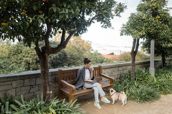 Молодая брюнетка фрилансер в теплой куртке держит кофе, чтобы пойти и использовать ноутбук рядом со свежим апельсином на деревянной скамейке и мопса возле зеленых растений в парке в Барселоне, Испания, работа откуда угодно — стоковое фото