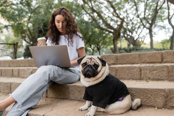 Pug dog in clothes looking at camera while sitting on stairs near blurred freelancer with coffee to go using laptop in park at daytime in Barcelona, Spain — Stock Photo