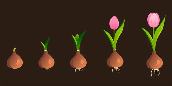 Cycle Vie Une Tulipe Stades Croissance Bulbe Plante Fleurs Adulte — Image vectorielle