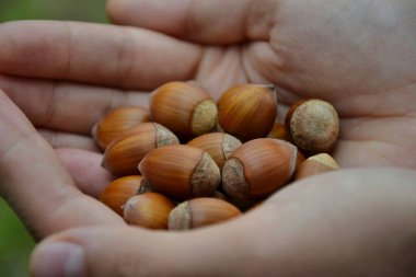 Kadın ellerinde fındık yakın plan. Fındık yakın plan kadın ellerinde.