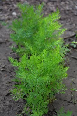 Bahçe yatağında büyüyen havuç kafaları. Dil yeşili. Bahçe toprağından filizlenen parlak yeşil havuç yaprağı. Gelişimin ilk aşamalarında sağlıklı bir sebze.