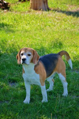 Yeşil çimlerin üzerinde duran ve güneşli bir bahçede dikkatlice bakan uyanık av köpeği. Merakını ve farkındalığını gösteriyor. Sağlıklı bir evcil köpeğin klasik duruşu.